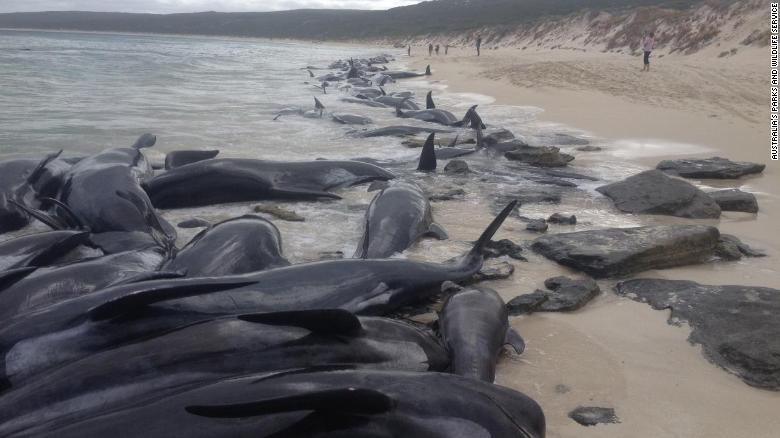 180323103031-01-beached-whales-australia