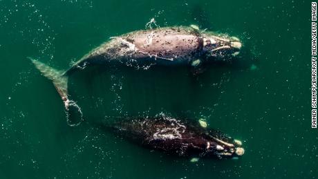 North Atlantic right whales may be on edge of extinction. There&#39;s been zero births this year