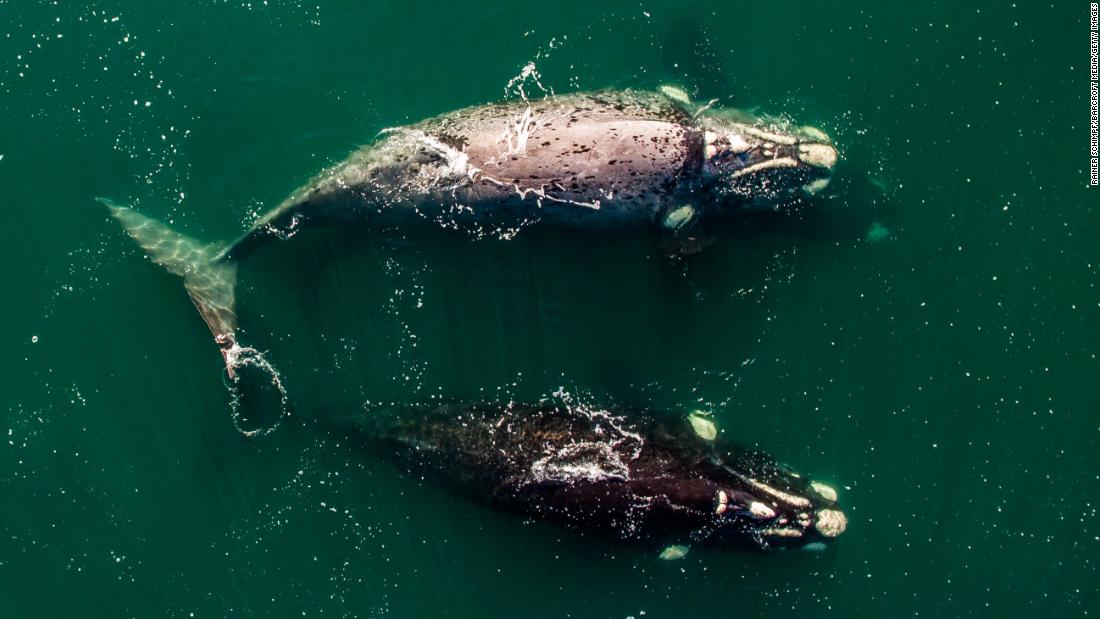 North Atlantic right whales may be on edge of extinction. There's been