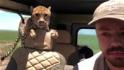 Watch cheetah hop in car during safari 