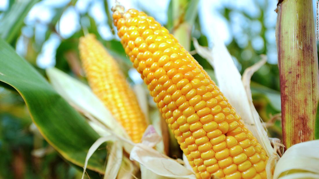 Less than 2% of sweet corn, the second-cleanest produce, showed detectable levels of pesticides. Because a small portion of corn is grown from genetically modified seeds, the group suggests that those who wish to avoid genetically altered foods buy organic corn.