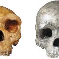 ancient finds human hominin skulls 