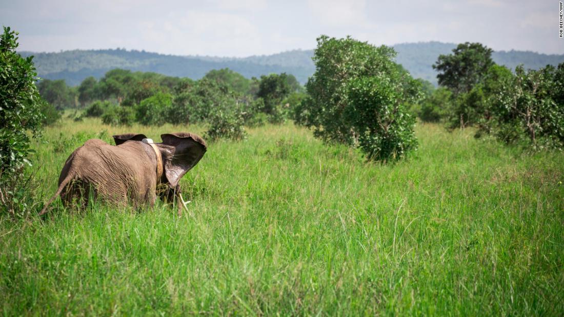 Tanzania takes historic step to save dwindling elephant population - CNN