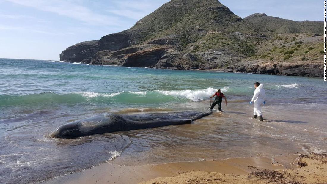 A sperm whale that washed up on a beach in Spain had 64 pounds of plastic and waste in its stomach – Trending Stuff