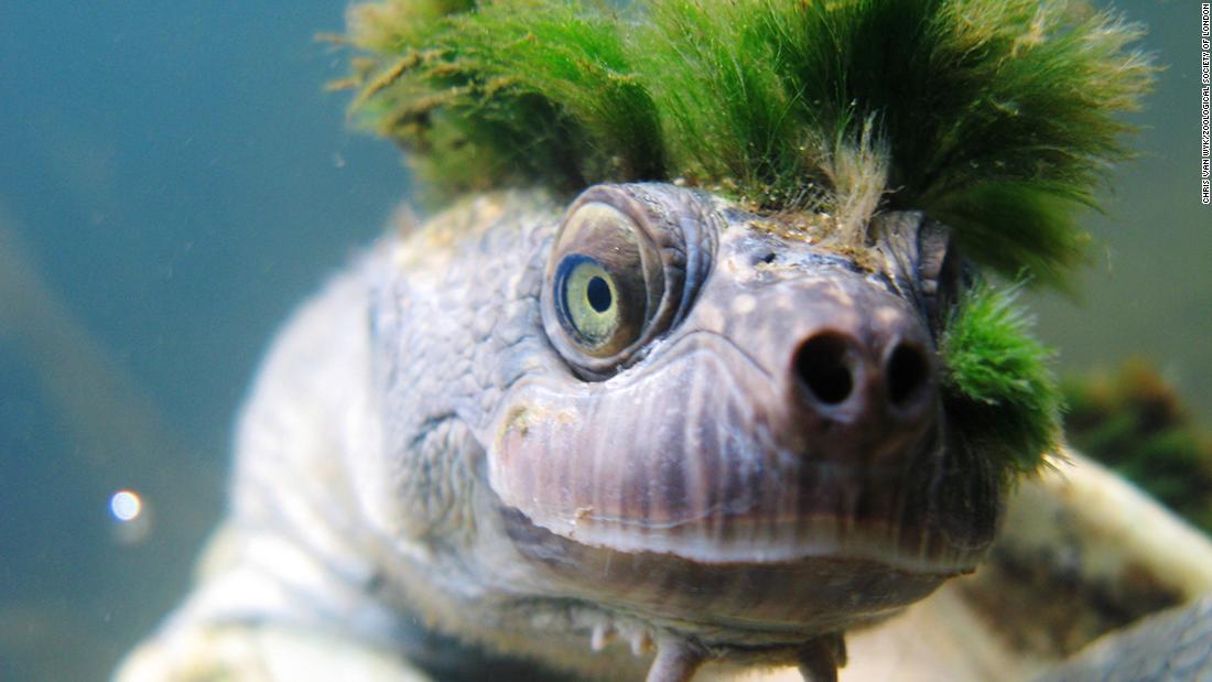 Australian 'genital-breathing' turtle faces extinction, group says