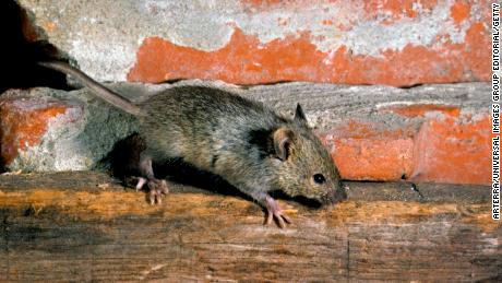 New viruses, superbugs found in study of New York house mice