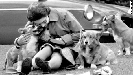 Queen Elizabeth II has reportedly owned more than 30 corgis during her reign.  