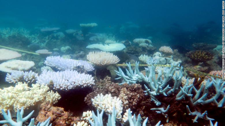  There are &#39;winners&#39; and &#39;losers&#39; among corals as they respond to the accumulating impacts of climate change. 
