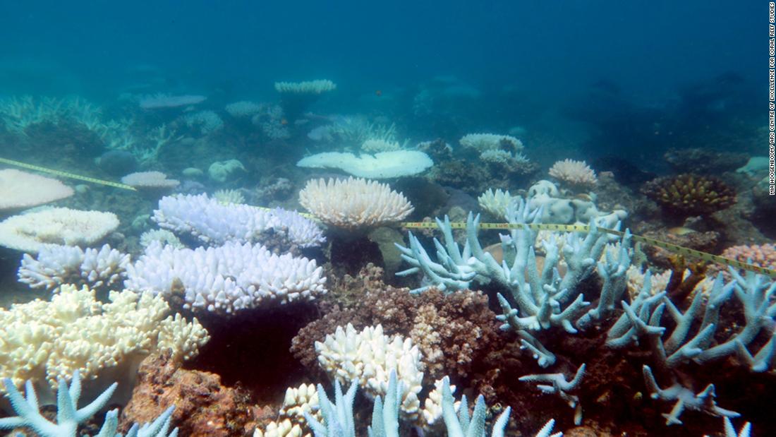  There are &#39;winners&#39; and &#39;losers&#39; among corals as they respond to the accumulating impacts of climate change. 