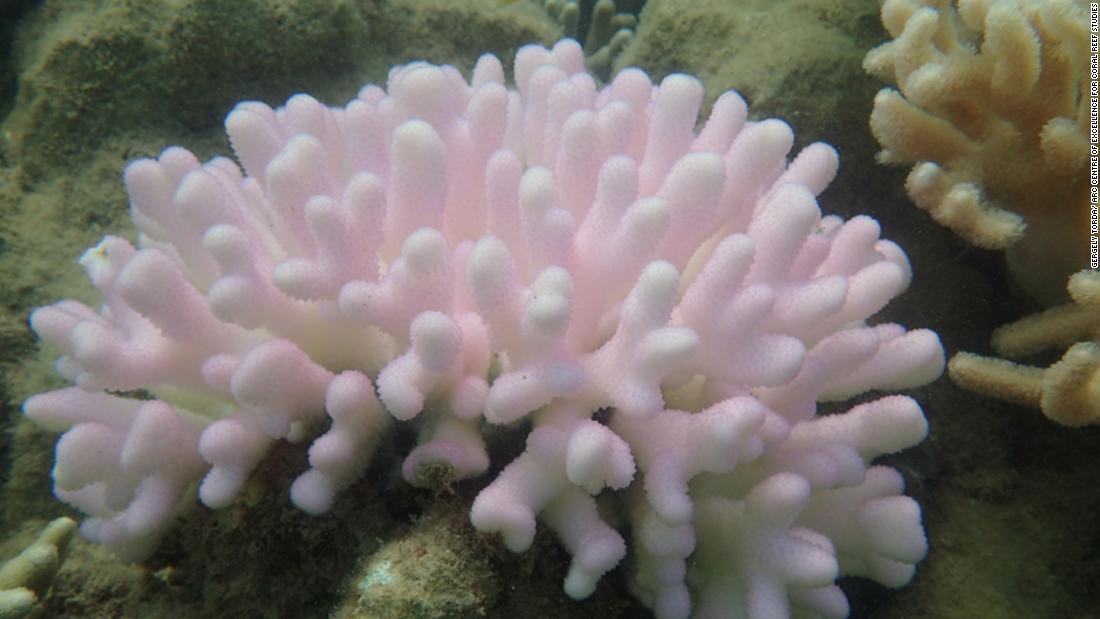 There are variations in the appearance of severely bleached corals. Here, the coral displays pink fluorescing tissue signalling heat stress. 
