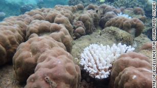 Amazon River: Massive Coral Reef Discovered - CNN