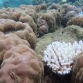 03 Nature Coral Handouts