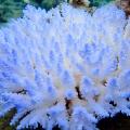 04 Nature Coral Handouts