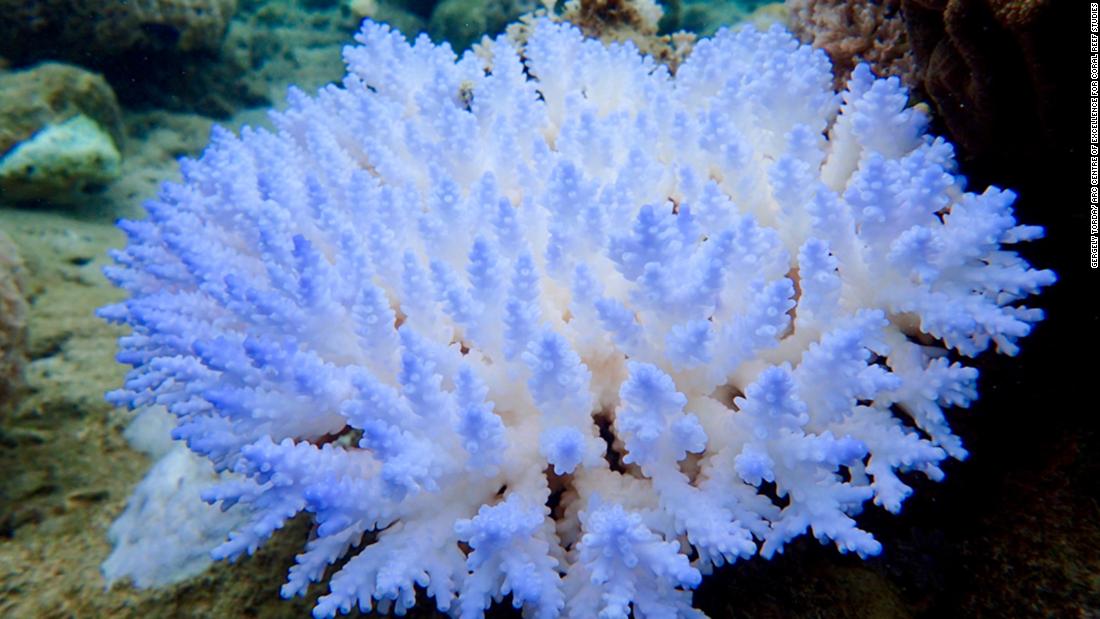 A bleached Acropora colony.