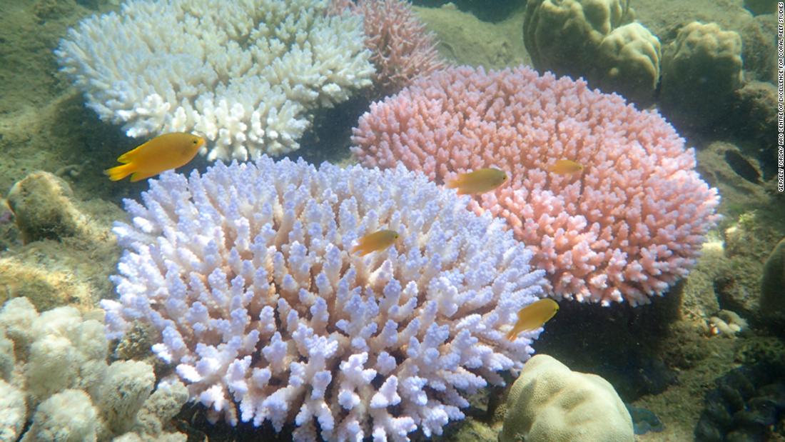 The different color morphs of Acropora millepora, each exhibiting a bleaching response during mass coral bleaching event. 