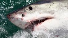 Australian surfing contest canceled because of shark threat