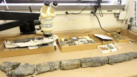 New species among rare treasure trove of fossils found in California