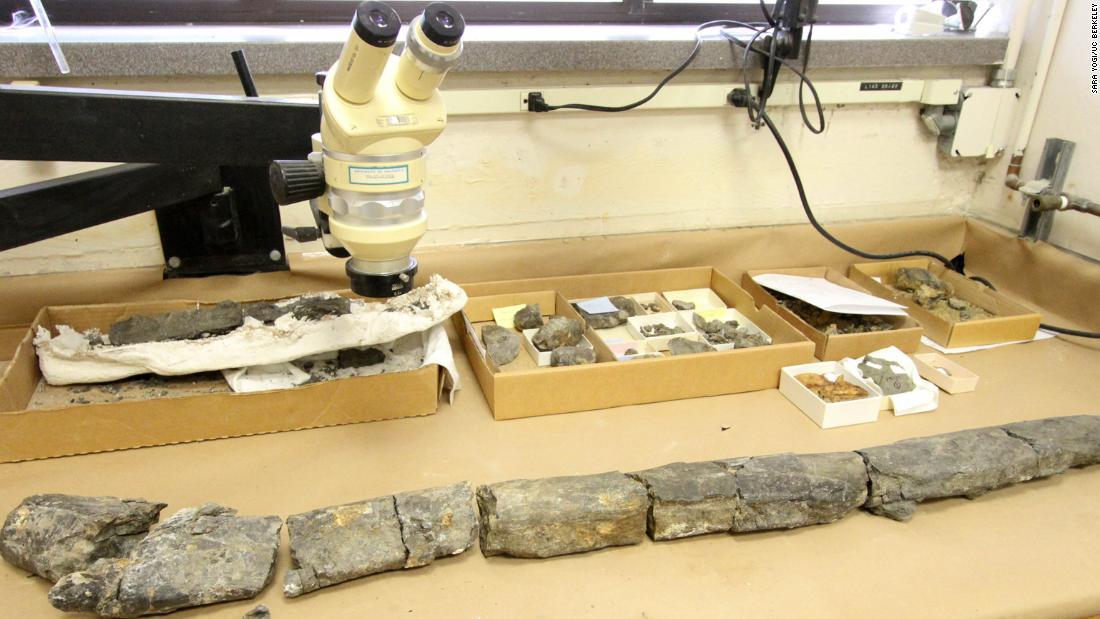 This portion of a whale skull was found at the Calaveras Dam construction site in California, along with at least 19 others. Some of the pieces measure 3 feet long.