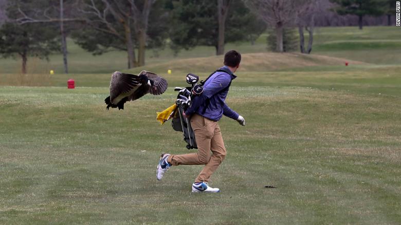 180424125654-01-goose-attacks-golfer-exlarge-169.jpg