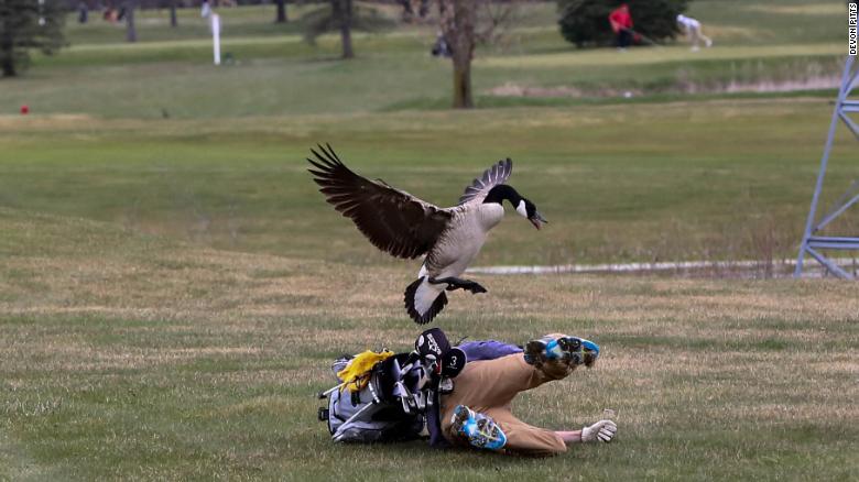 180424125754-02-goose-attacks-golfer-exlarge-169.jpg