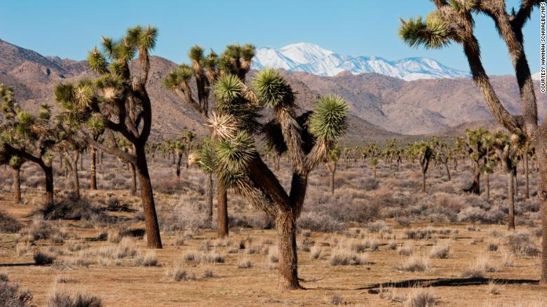 The government shutdown and overflowing toilets force Joshua Tree National Park to close