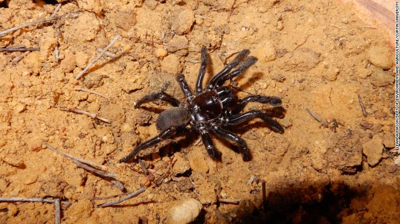 The world&#39;s oldest spider ever recorded died in Western Australia at the age of 43.
