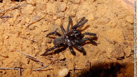 The world&#39;s oldest spider ever recorded died in Western Australia at the age of 43. 
