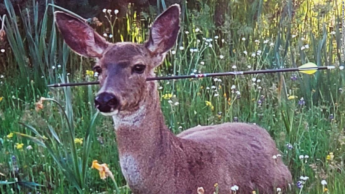 Deer in Oregon are walking around with arrows in their bodies. Police