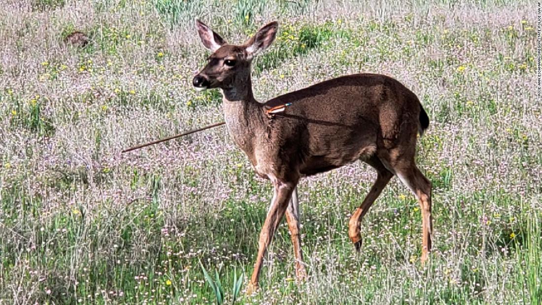 Deer in Oregon are walking around with arrows in their bodies. Police ...