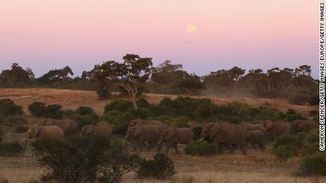  A herd of elephants walk together at dusk in 2010 in the Mashatu Game Reserve in Botswana.