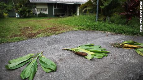 Ti leaves are left in front of a home located near a lava flow in the Leilani Estates neighborhood on Monday. The leaves are an offering to Pele, the Hawaiian volcano goddess.