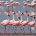 12 amazing places africa - flamingos