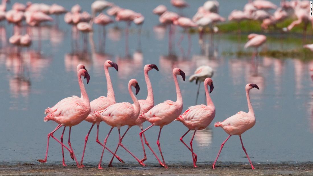 &lt;strong&gt;Flamingos, Kenya:&lt;/strong&gt; Pretty in pink. Lake Nakuru National Park, about 170 kilometers (about 105 miles) northwest of Nairobi, is famous for its flamingos. But you may also spot rhino, monkeys and many other animals.