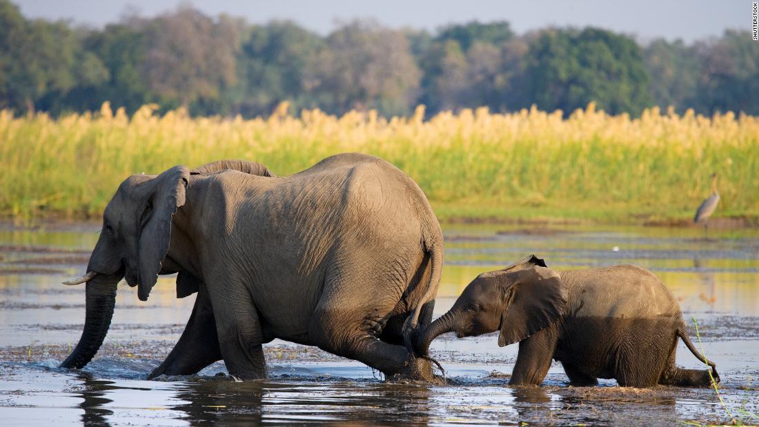 &lt;strong&gt;Lower Zambezi, Zambia:&lt;/strong&gt; The Lower Zambezi is a watery lifeline to elephants and a host of other animals. You may spot a crocodile during your canoe safari.