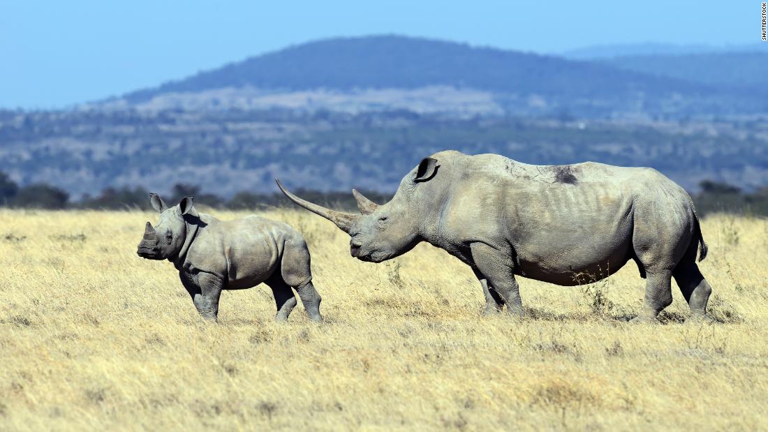 &lt;strong&gt;Rhinos at Solio Reserve, Kenya:&lt;/strong&gt;  Come to Solio Reserve to see these elusive and highly endangered creatures of the African plains.