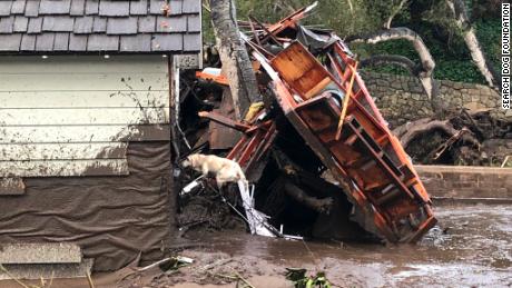 A search dog looks for victims in the Montecito mudslides. 