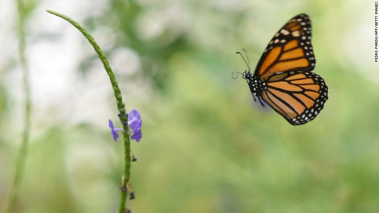 'Catastrophic consequences' to nature from insect decline