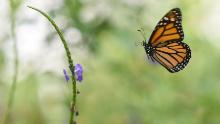 A Monarch butterfly (Danaus plexippus) is pictured at a butterfly farm in the Chapultepec Zoo in Mexico City on April 7, 2017. 
Millions of monarch butterflies arrive each year to Mexico after travelling more than 4,500 kilometres from the United States and Canada. / AFP PHOTO / Pedro Pardo        (Photo credit should read PEDRO PARDO/AFP/Getty Images)