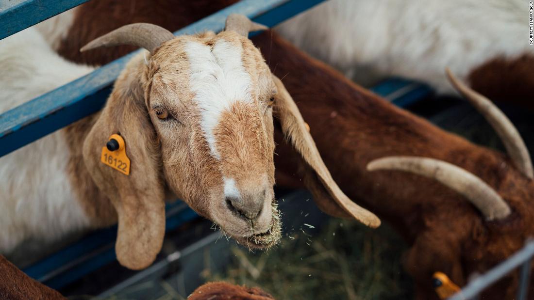 The ranch has trained up four goats to perform the role and plans to double that number next year.
