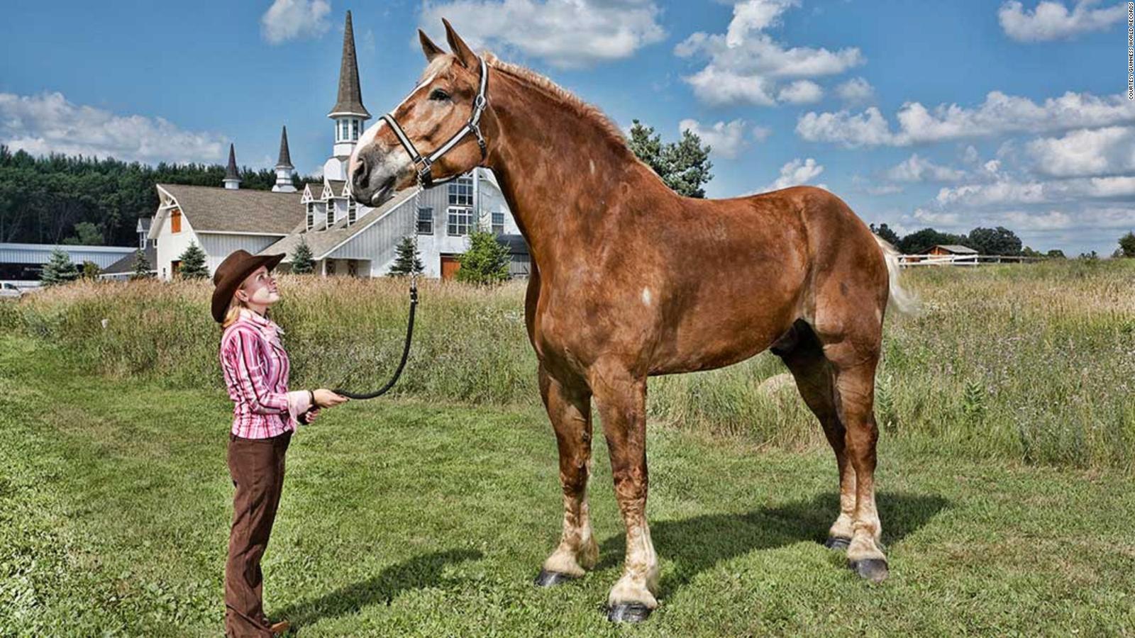 meet-big-jake-and-thumbelina-the-tallest-and-smallest-horse-in-the