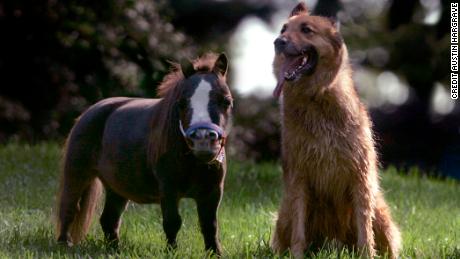 Meet Big Jake And Thumbelina The Tallest And Smallest Horse In The World Cnn
