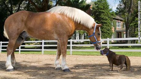 Meet Big Jake And Thumbelina The Tallest And Smallest Horse In The World Cnn