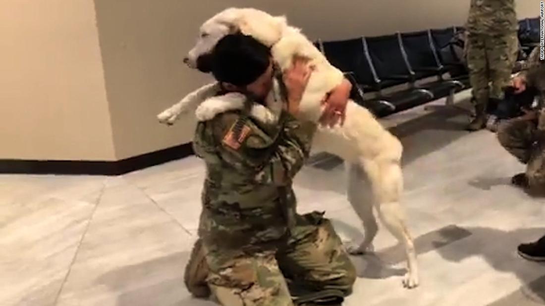 why do military dogs outrank their handlers