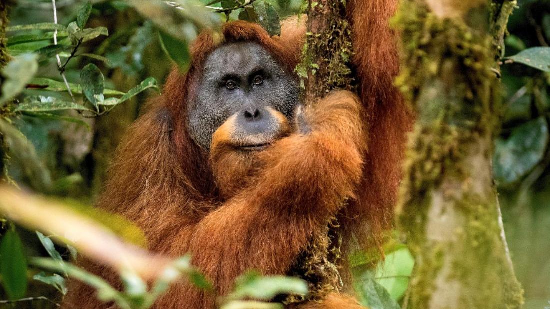 Tapanuli orangutan (Pongo tapanuliensis)Location: Sumatra, Indonesia