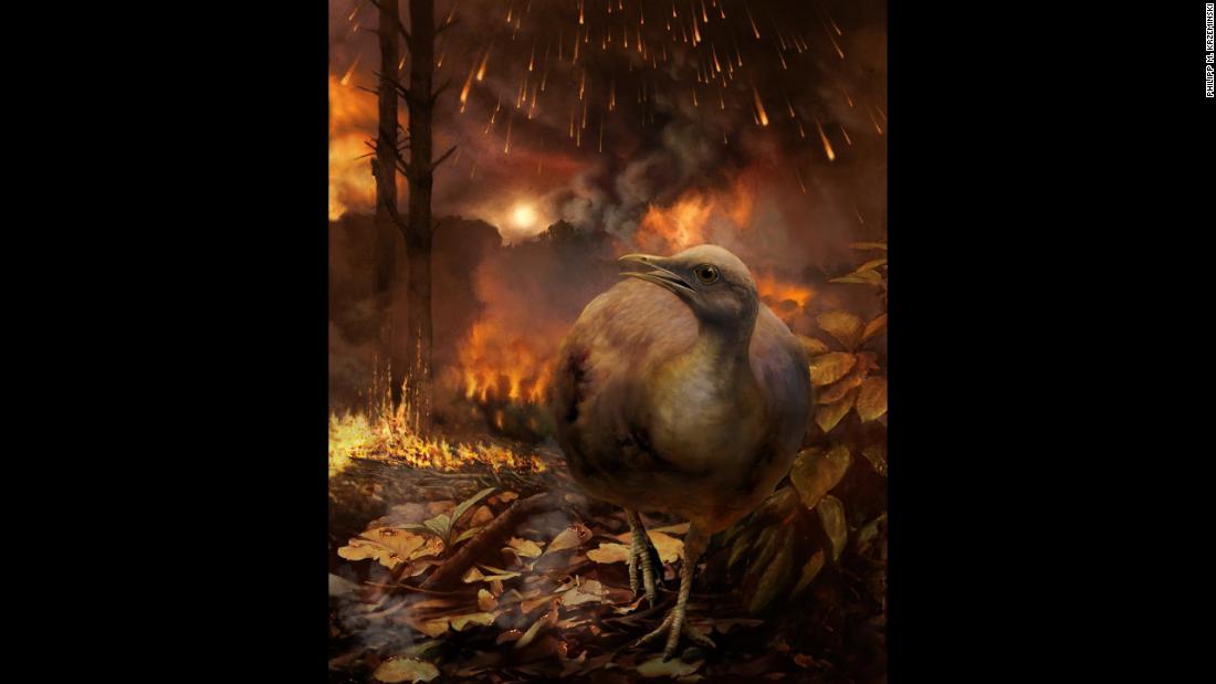The asteroid impact that caused dinosaurs to go extinct also destroyed global forests, according to a new study. This illustration shows one of the few ground-dwelling birds that survived the toxic environment and mass extinction.