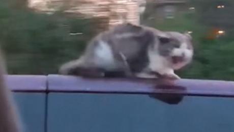 Cat Clings To Car Roof At 60 Mph