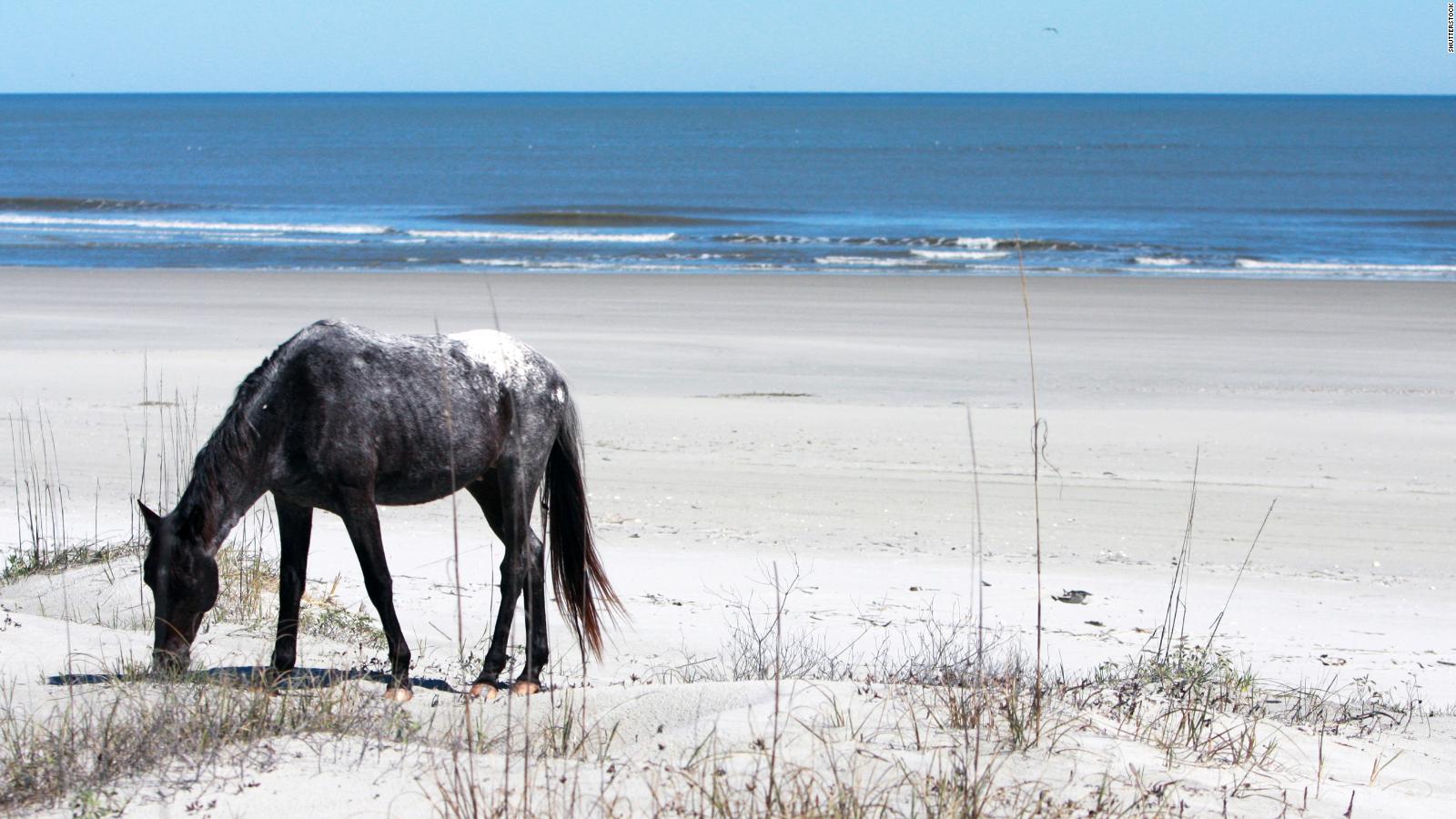 are dogs allowed on cumberland island