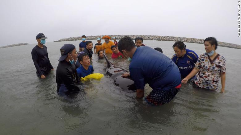 Whale dies after eating more than 17 lbs of plastic in Thailand