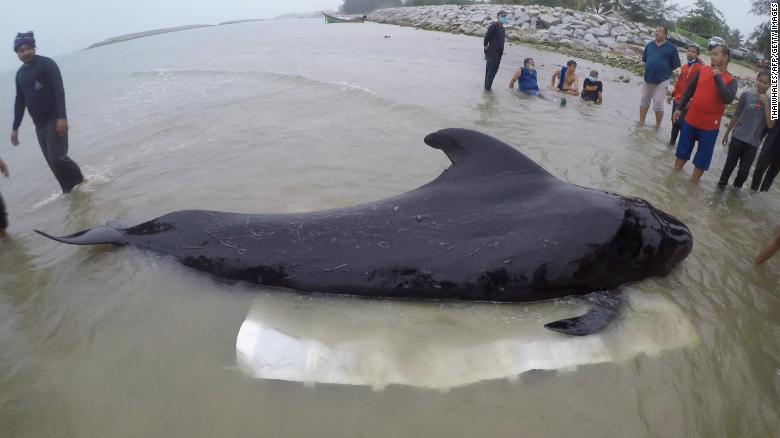 Whale dies after eating more than 17 lbs of plastic in Thailand