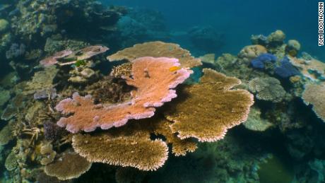 The race to save the Great Barrier Reef